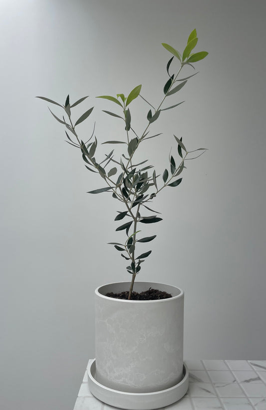 Kanso 7" Planter & Olive Tree
